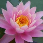 ভালোবাসার গল্প গুলো Profile Picture