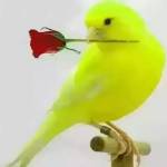 অছিন পাখি profile picture