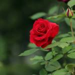 Md Habibur Profile Picture