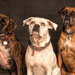 GROOMY Pet Supplies Store Inc Profile Picture